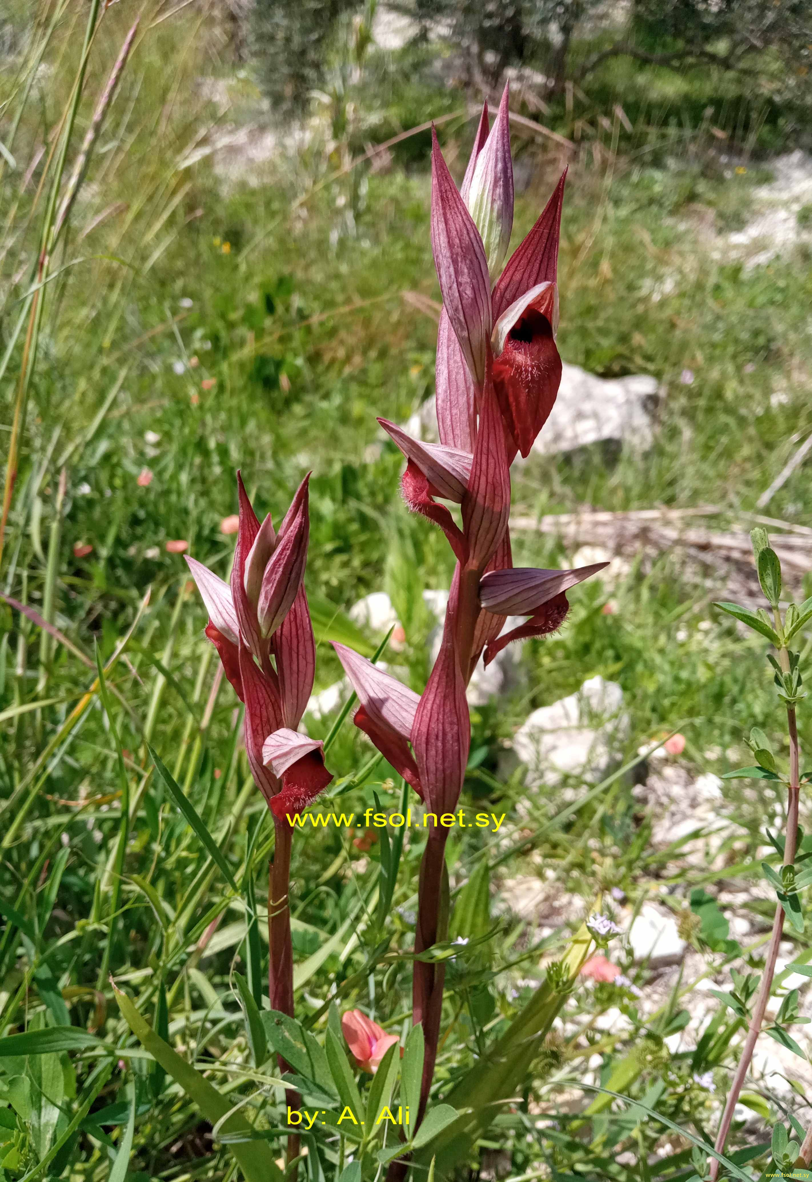 Serapias orientalis (Greuter) H.Baumann & Künkele